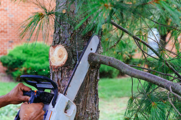 Best Tree Preservation Services  in Whiteville, NC